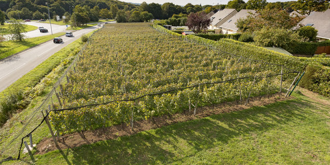 Avec le changement climatique, les projets viticoles se multiplient en Bretagne