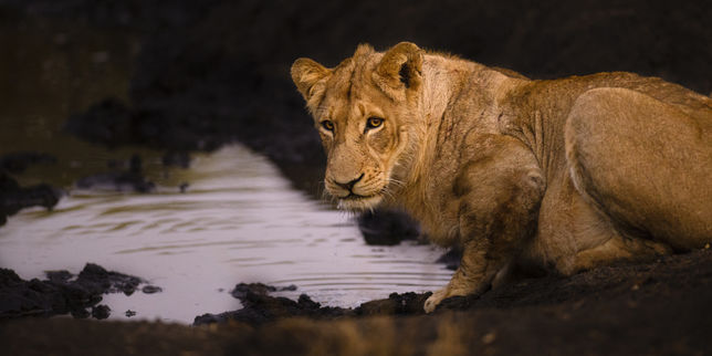 Lions, gorilles, girafes... les stars de la faune sauvage disparaissent dans la nature