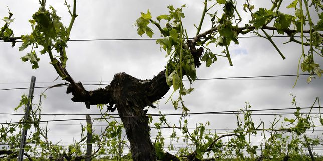 Plus de 6 000 hectares de vignobles bordelais abîmés par les orages de grêle