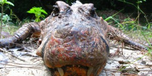 Découverte de crocodiles orange au Gabon