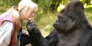Koko, le gorille qui parlait la langue des signes, est morte