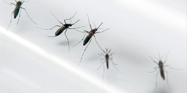 La Réunion déclenche le niveau 4 du plan Orsec pour lutter contre l’épidémie de dengue