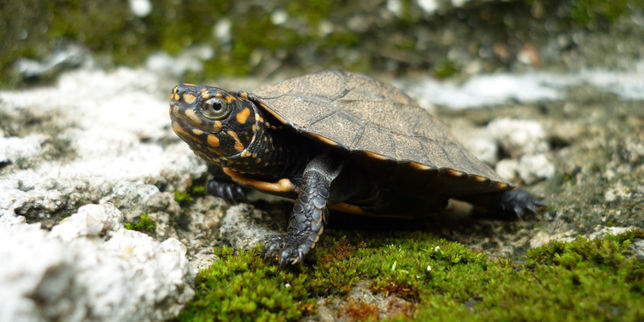 Aux Baléares, trafic de grande ampleur de tortues en voie de disparition