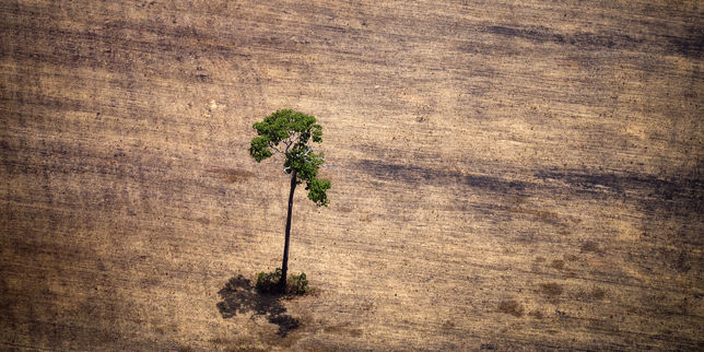 Déforestation : « Le gouvernement doit définir des règles et les appliquer fermement »