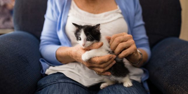 La Grande-Bretagne veut encadrer la vente des chiots et chatons âgés de moins de six mois