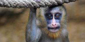 L’huile de palme menace aussi les primates d’Afrique