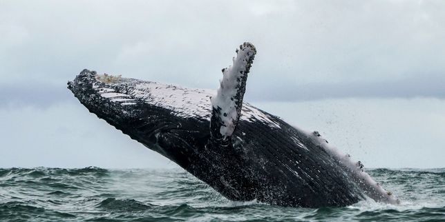 Les mammifères marins désarmés face à certains pesticides