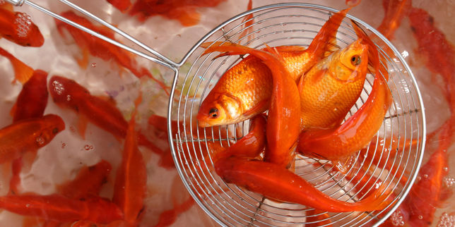 Le mythe de l’amnésie du poisson rouge