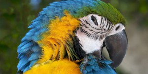 Nouveau mystère animalier : les perroquets qui rougissent d’émotion