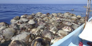 Trois cents tortues trouvées mortes dans le Pacifique mexicain
