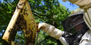 En Autriche, un arboriculteur va en prison pour avoir tué des abeilles à l’insecticide