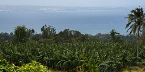 Chlordécone : Martiniquais et Guadeloupéens attendent les propositions de l’Etat
