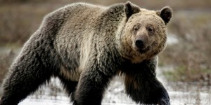 Les grizzlys du parc de Yellowstone sauvés par un juge