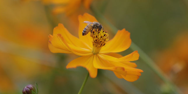 Abeilles : 30 % des ruches sont mortes au cours de l’hiver écoulé