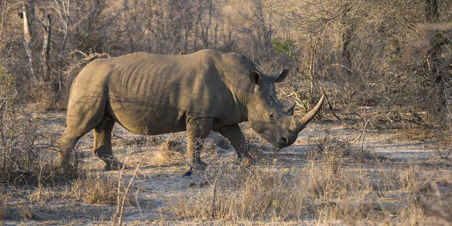« Les rhinocéros auront sûrement disparu dans une vingtaine d’années »