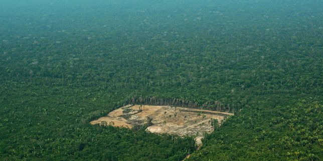 Déforestation au Brésil : l’équivalent d’un million de terrains de foot perdus en un an