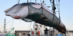 Le Japon officialise la reprise de la pêche commerciale à la baleine