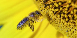 Arnaud Montebourg fait son miel du déclin des abeilles