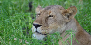 Le commerce florissant des os de lions en Afrique du Sud