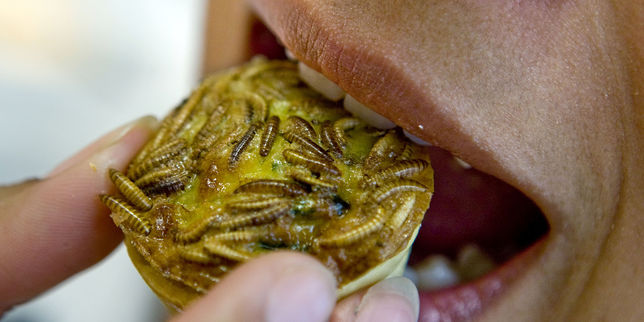 Des insectes dans notre assiette, en toute légalité ?