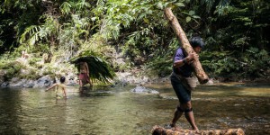 Dans la jungle de Bornéo, tribus rebelles contre bulldozers