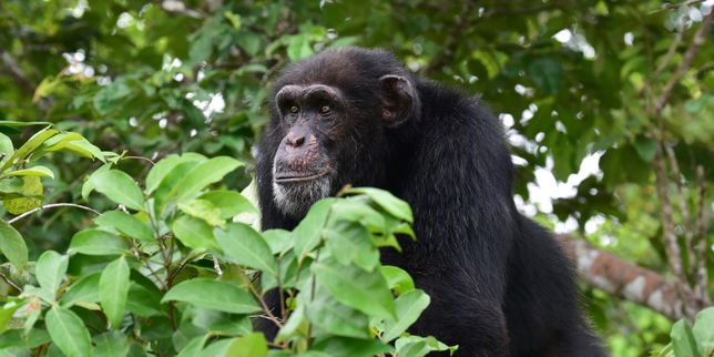 En Afrique, les chimpanzés réduits à vivre dans des « ghettos forestiers »