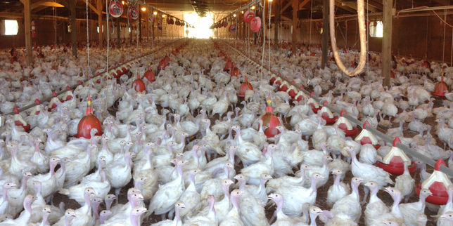 Deux associations dénoncent des maltraitances dans un élevage de poules en Bretagne