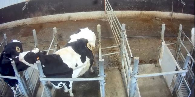 Des « hublots » sur des vaches : L214 filme une pratique ancienne mais débattue