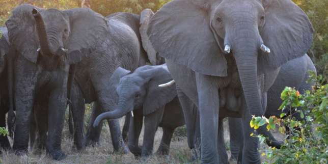 Eléphants d’Afrique : le commerce de l’ivoire reste interdit mais pas d’accord pour une protection maximale
