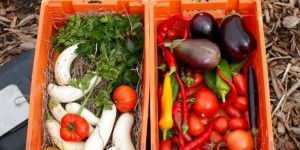 Si les prix des fruits sont à la baisse en 2019, les légumes sont toujours plus chers