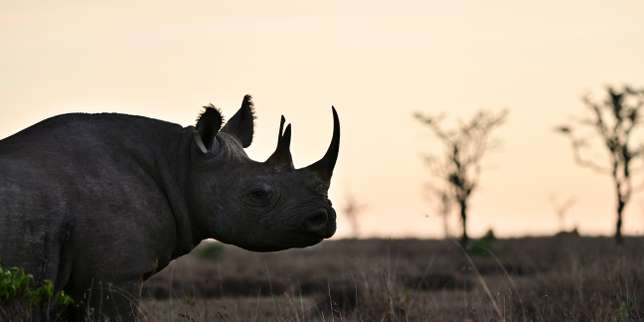 Un produit financier innovant pour sauver les rhinocéros