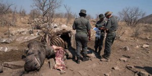 Au Botswana, un chiffre record de rhinocéros braconnés cette année