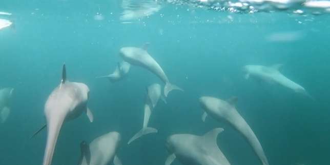 « Plan B » : en Guyane, baleines et dauphins menacés par le pétrole