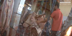 Des animaux exportés par l’Union européenne victimes de mauvais traitements