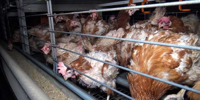 Des associations dénoncent un recul du gouvernement sur les élevages de poules en cages