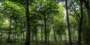 Le conseil de défense écologique se penche sur la forêt et les friches industrielles