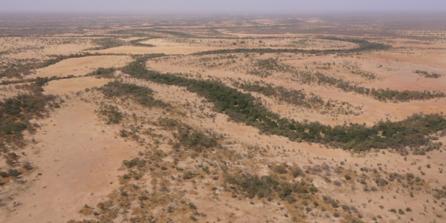 Plan B : au Sénégal, une Grande Muraille verte pour arrêter le désert