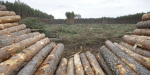 Déforestation : « L’industrie du bois tue et détruit les arbres sans tenir compte des services qu’ils nous rendent »