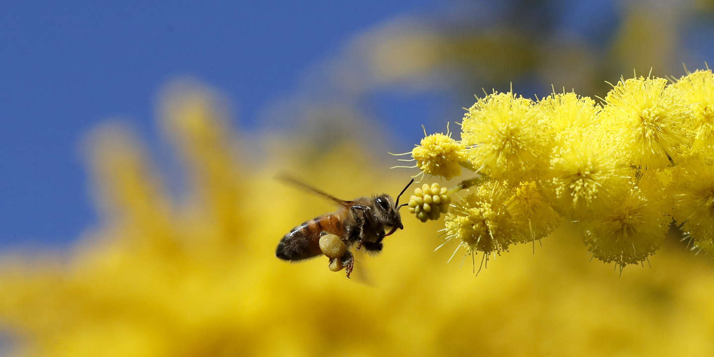 Cultures mellifères et pollinisateurs : « Ecoutons la sagesse du terrain »