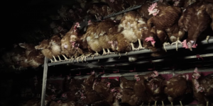 L’association L214 dénonce les conditions d’élevage de poules au sol
