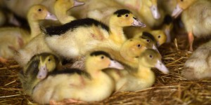 Un nouveau foyer de grippe aviaire dans les Ardennes