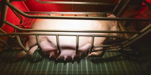 « Pour des souffrances évitables à des milliers d’animaux, ce n’est pas cher payé ! » : mis en cause par L214, l’abattoir du Boischaut condamné à 86 000 euros d’amende