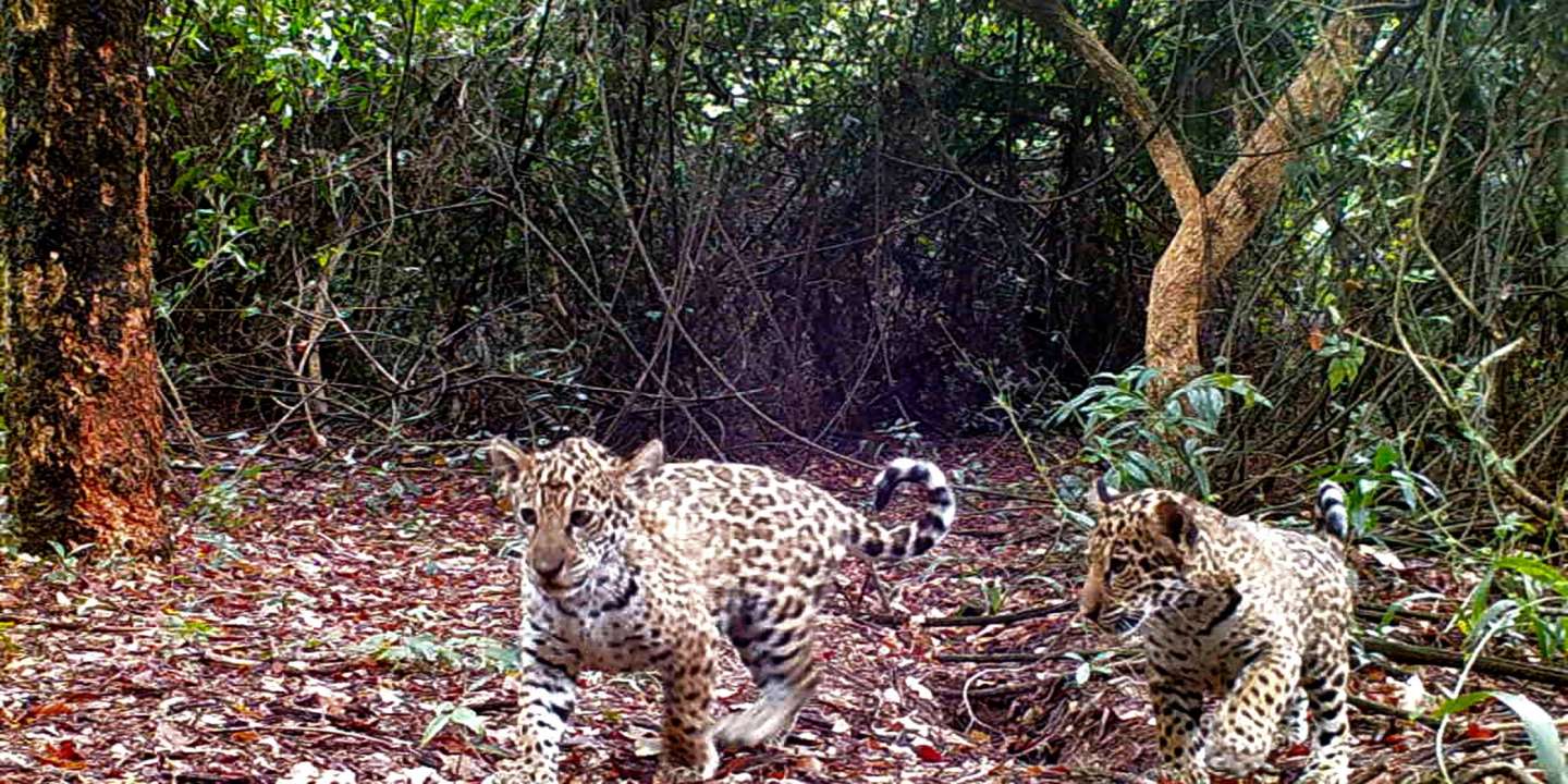 Vie sauvage : des jaguars réintroduits dans le nord-est de l’Argentine
