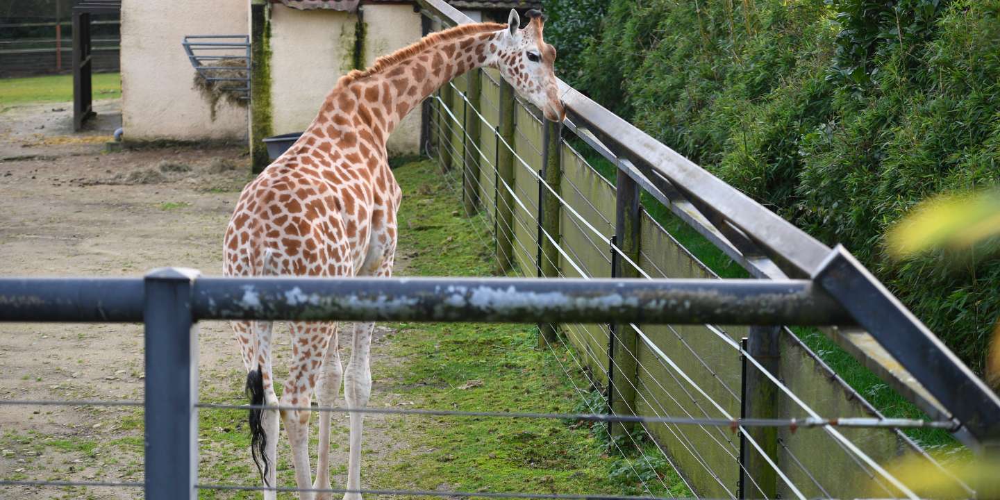 En Bretagne, le projet Breizh Park retenu pour remplacer l’ancien zoo de Pont-Scorff