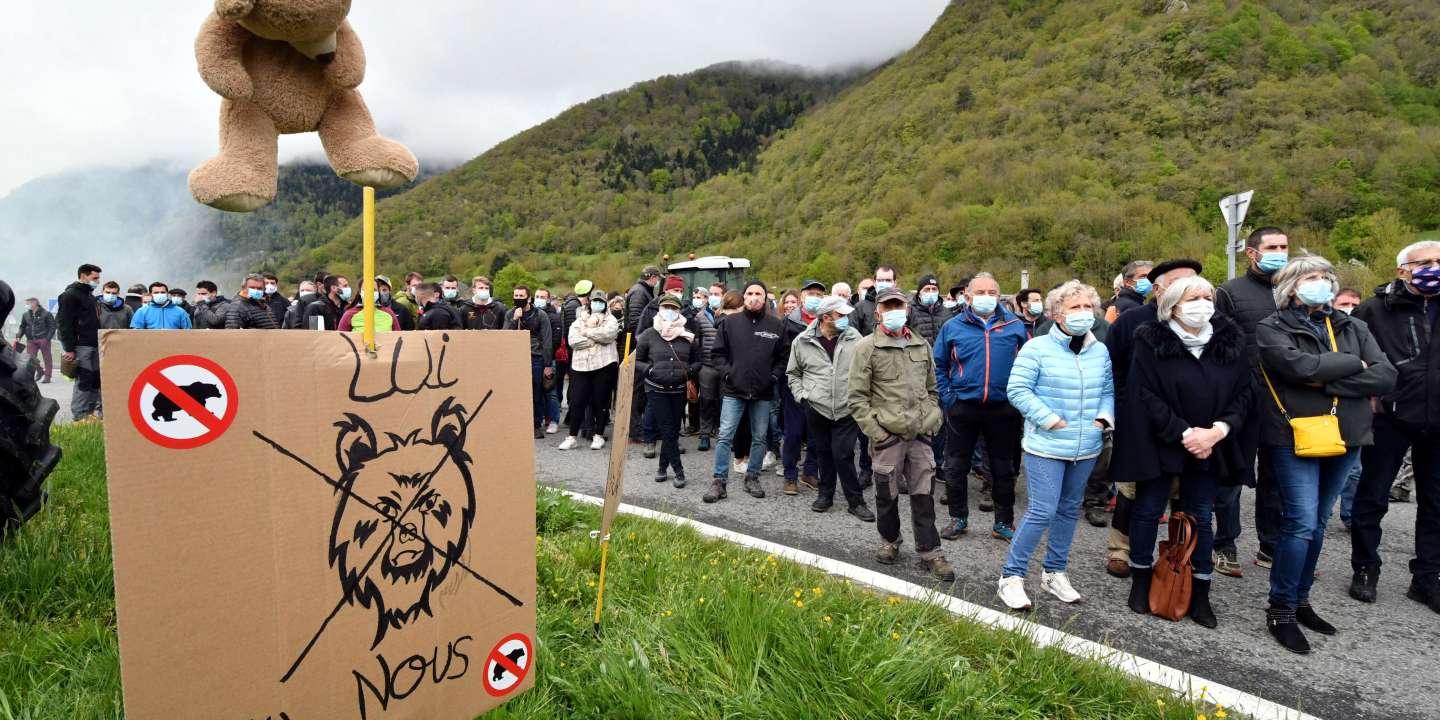 Un budget de 4,3 millions d’euros contre les attaques d’ours dans les Pyrénées