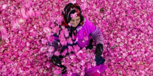 Au Maroc, la « vallée des roses » rêve d’un label bio