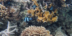 A Maurice, des pépinières de corail pour lutter contre l’érosion côtière