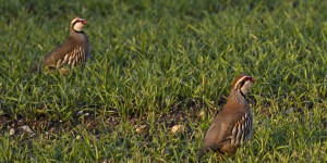 Néonicotinoïdes : la LPO attaque Bayer et Nufarm pour le déclin des oiseaux des champs