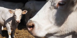 Un quart des Français déclarent limiter leur consommation de viande, les végétariens marginaux