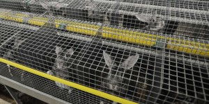 La Commission européenne s’engage à interdire les cages pour les animaux d’élevage